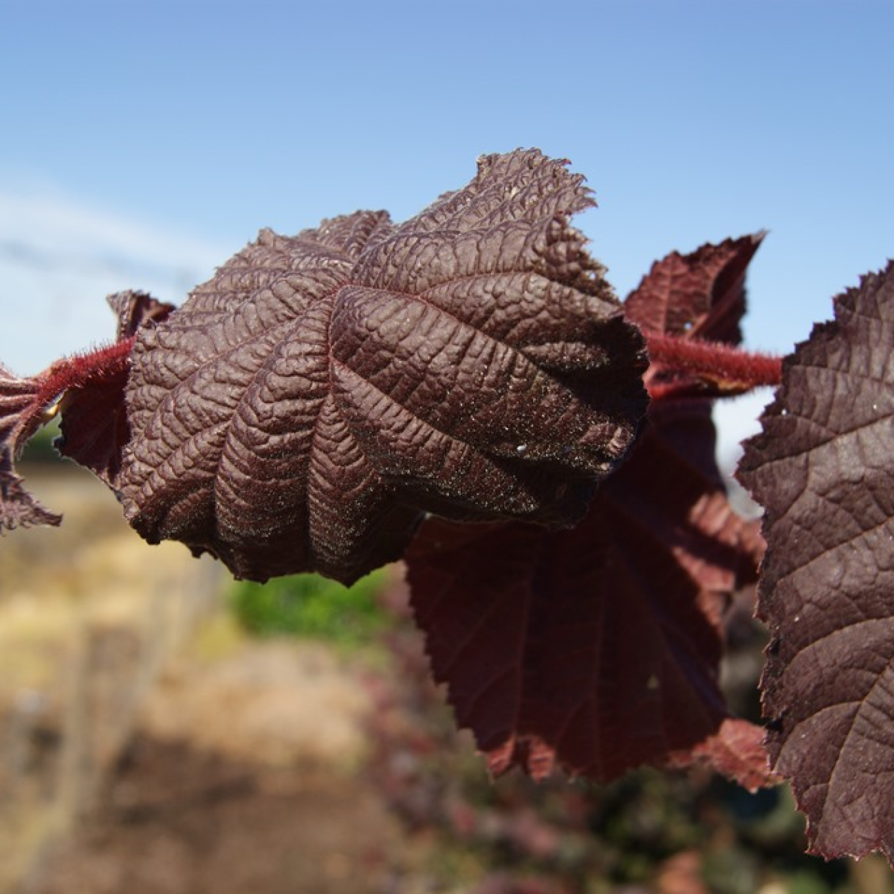 Obrázok Lieska obyčajná (Corylus avellana) ´RED MAJESTIC´ - výška 140-150 cm, kont. C7,5L